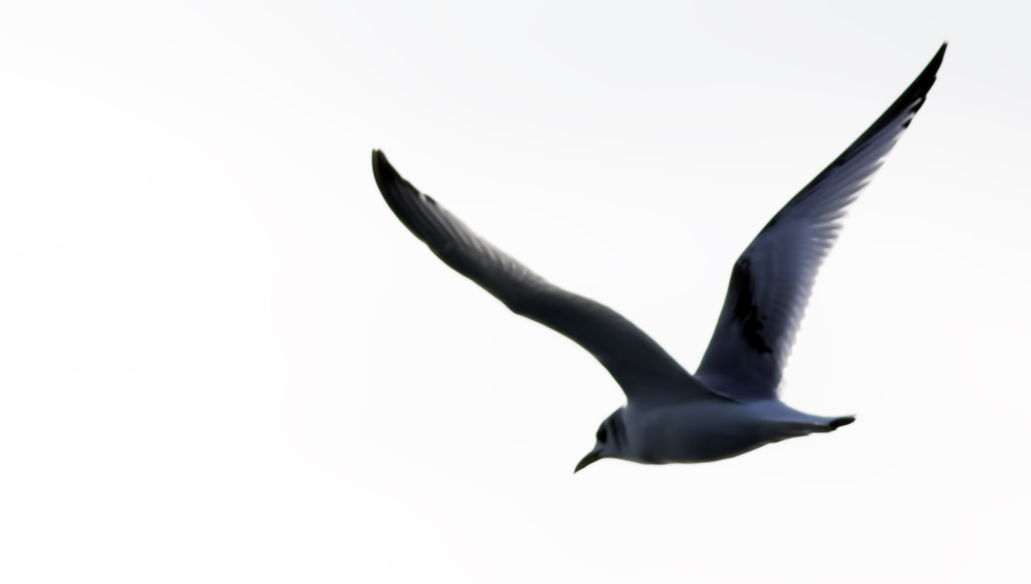 Black-legged Kittiwake